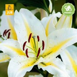 Lilium Baferrari - Lys