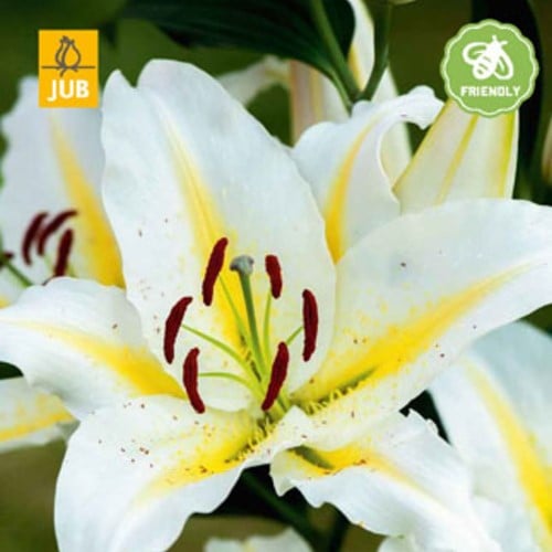 Lilium Baferrari - Lys