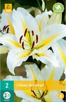 Lilium Baferrari - Lys-2