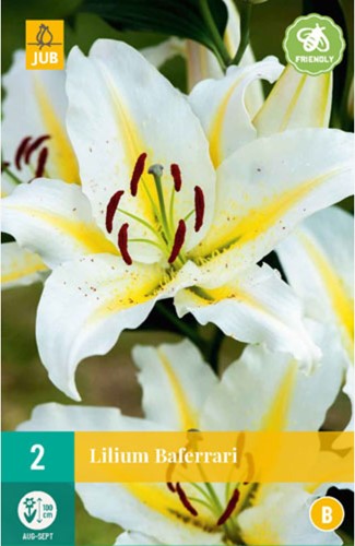 Lilium Baferrari - Lys-2