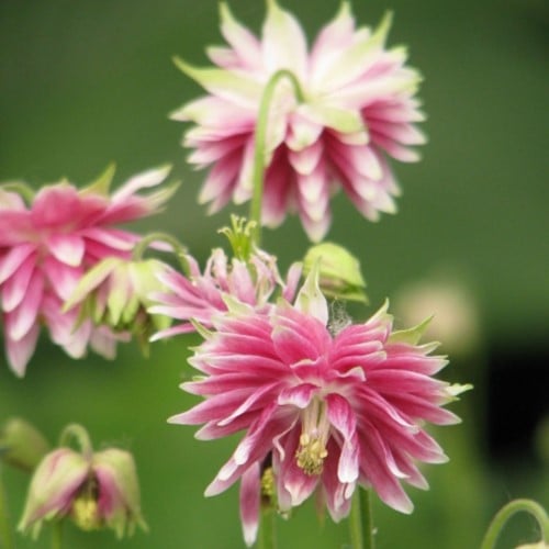 Ancolie Barlow Rose - Aquilegia