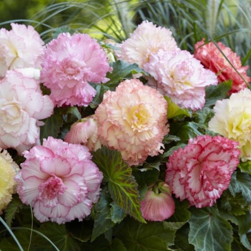 Begonia Double Samba
