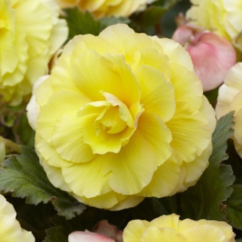 Begonia F1 Superba Jaune