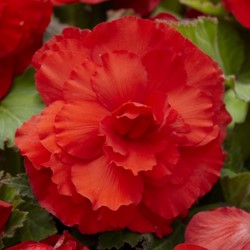 Begonia F1 Superba Rouge