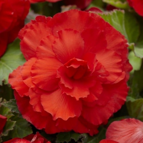 Begonia F1 Superba Rouge