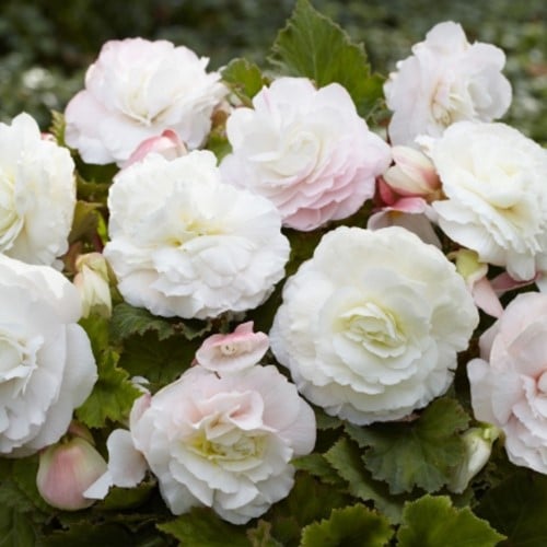 Begonia F1 Superba Blanc