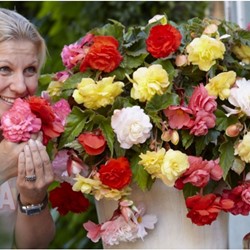 Begonia Odorata en Mélange - Bégonia parfumé