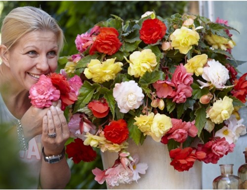 Begonia Odorata en Mélange - Bégonia parfumé