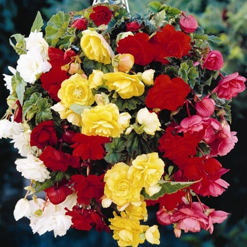 Begonia Pendula en Mélange
