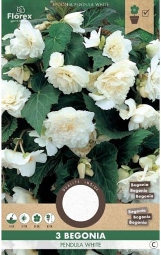 Begonia Pendula Blanc