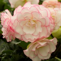 Begonia White Picotee