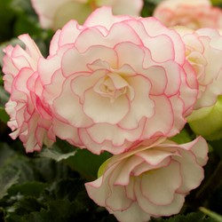 Begonia White Picotee