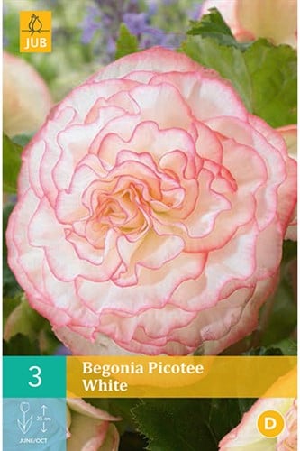 Begonia White Picotee
