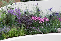 Tuinborder Vlinder en Bijen Modeste Herwig