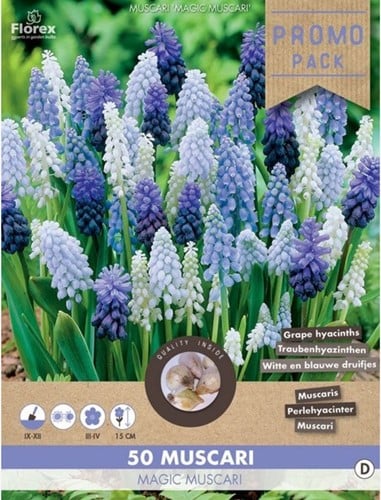 Muscari en Mélange - Jacinthes à grappes (En Vrac)
