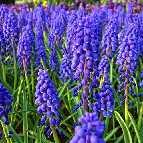 Muscari Armeniacum - Jacinthes à grappes (En Vrac)