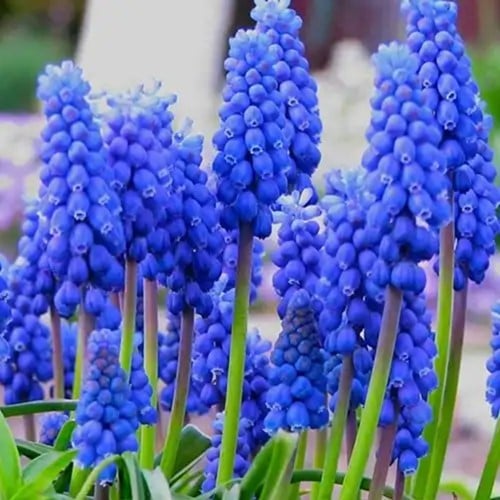 Muscari Armeniacum - Jacinthes à grappes (XL-Emballage)