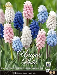Muscari Sweet Candy Mélange - Jacinthes à grappes