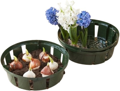 Plante Panier des bulbes 26 cm. - Nature