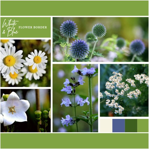 Paquet pour Plates-bandes Blanches et Bleues (9 plantes : 1.5 m²)