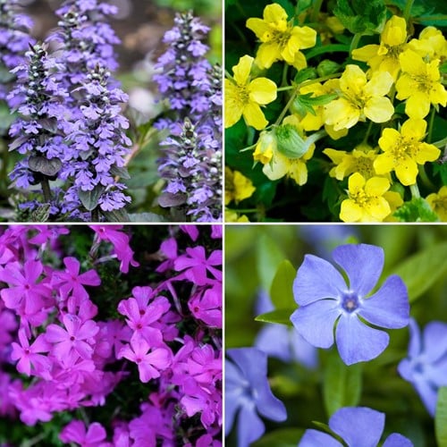 Paquet de plate-bande - Plantes couvre-sol fleuries (12 plantes pour 1,5 m²)