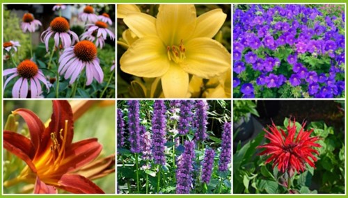 Paquet de plate-bande pour plate-bande à longue floraison (12 plantes: 2m²)-2
