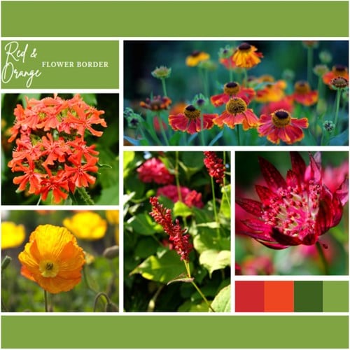 Borderpakket Rood en Oranje (12 planten: 2 m²)
