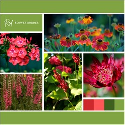 Paquet pour Plates-bandes Rouges (12 plantes : 2 m²)
