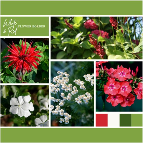 Paquet pour Plates-bandes Blanches et Rouges (9 plantes : 1.5m²)