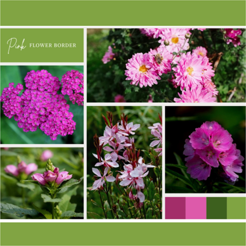 Borderpakket Roze (9 planten: 1,5m²)