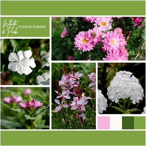 Paquet pour Plates-bandes Blanches et Roses (9 plantes : 1.5m²)