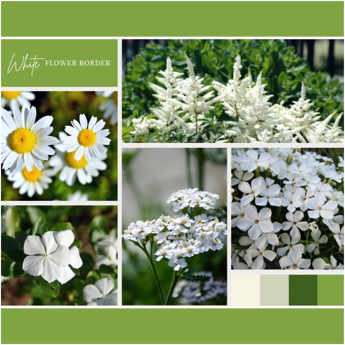 Paquet pour Plates-bandes Blanches (6 plantes : 1m²)