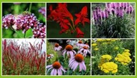 Borderpakket Vrolijke Vlindertuin (9 planten: 1,5m2)