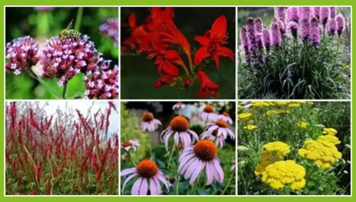 Paquet de plate-bande pour un Joyeux Jardin à papillons (9 plantes: 1,5m²)