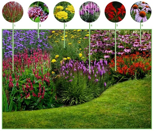 Paquet de plate-bande pour un Joyeux Jardin à papillons (12 plantes: 2m²)