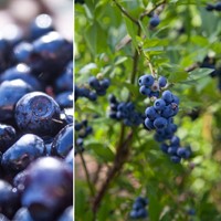 6 Plants De Myrtilles 'Bluecrop' - Vaccinium Corymbosum - Rustiques - Pot 9 Cm - Idéal Balcon Ou Jardin - 6