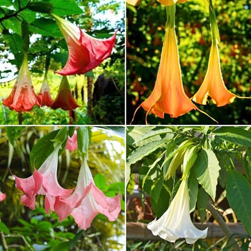 Brugmansia Mix – Trompette des anges mélangée (Pack de Quatre)