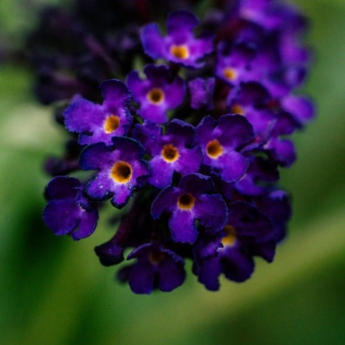 Arbre à papillon Bleu - Buddleja