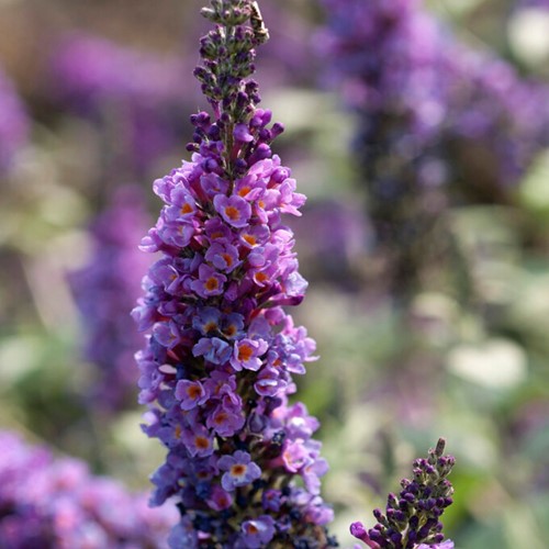 Arbre à papillon Lilac Chip - Buddleja