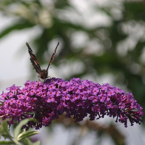 Arbre à papillon Purple Emperor - Buddleja