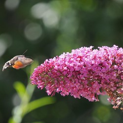 Arbre à papillon - Buddleja Rose