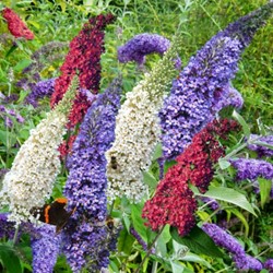 Buddleja Tricolor - Arbre à papillon