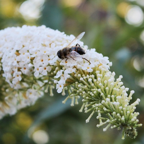 Arbre à papillon White Profusion - Buddleja