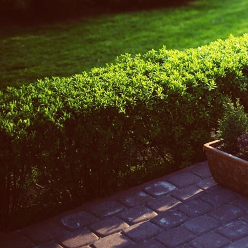 Buxus Sempervirens - Buis