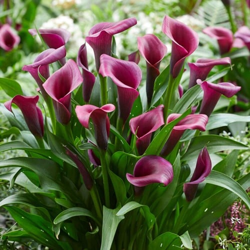 Zantedeschia Durban – Arum, Calla