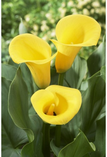 Arum Jaune