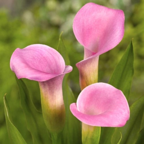 Arum Rose