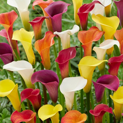 Arum de Couleur en mélange - Zantedeschia
