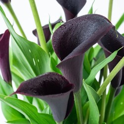 Zantedeschia Noir