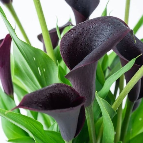Zantedeschia Noir